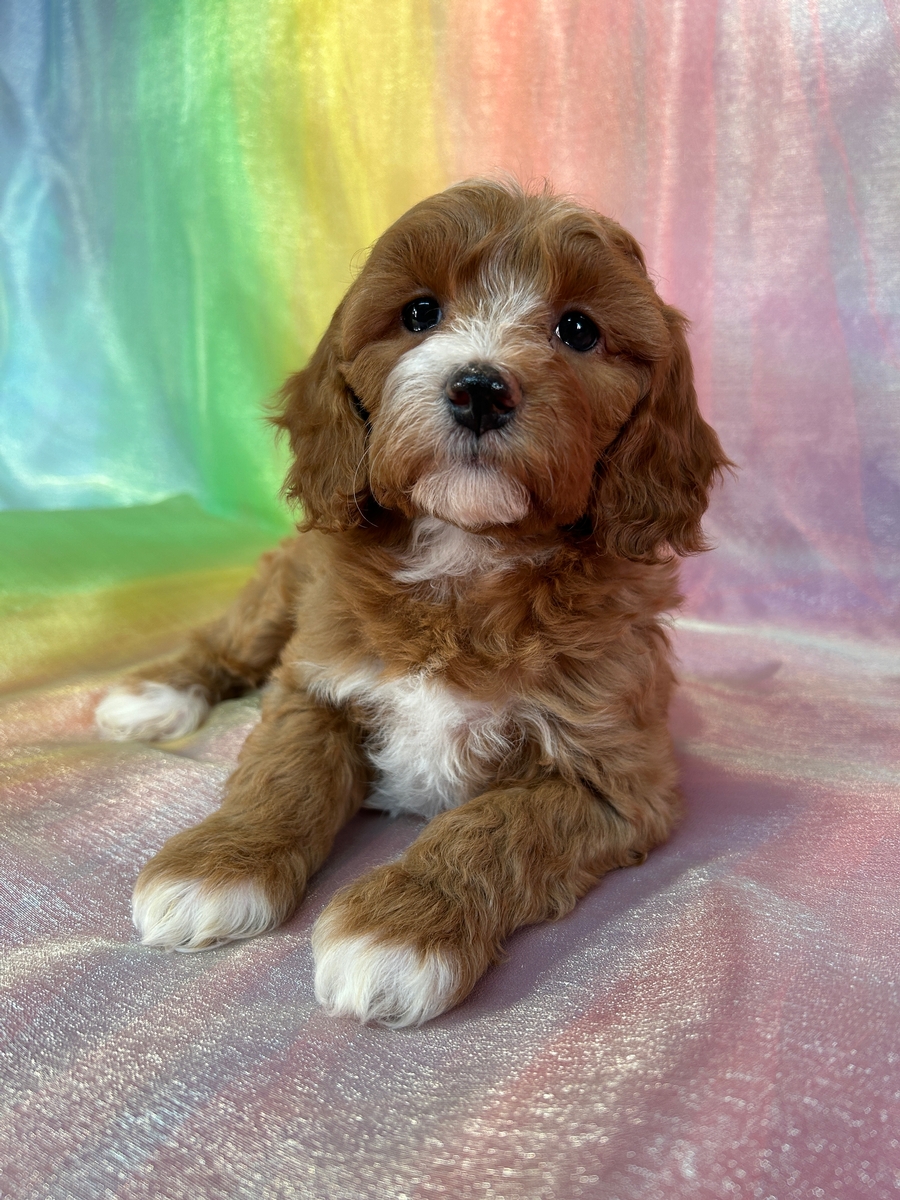 Female cockapoo Puppy for Sale in Iowa DOB 10-2-2024 $950